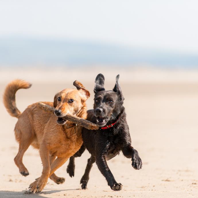 Dog friendly beach woolacombe north devon