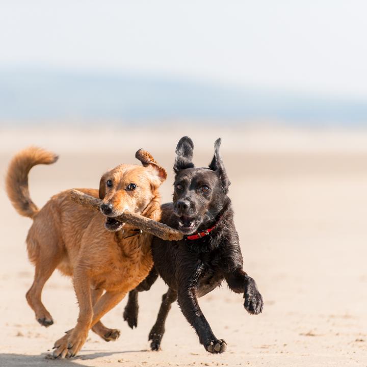 Dog friendly beach woolacombe north devon